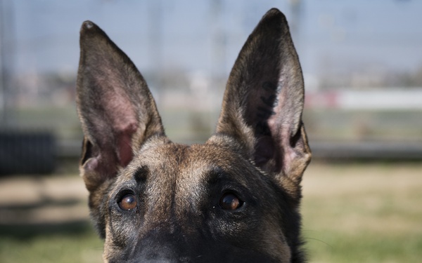Military Working Dogs in Transit