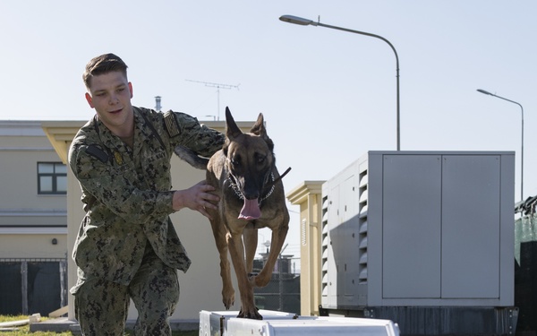 Military Working Dogs in Transit