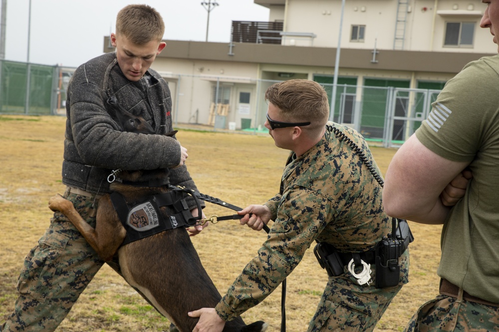 Iwakuni Military Working Dog Handlers conduct agression training