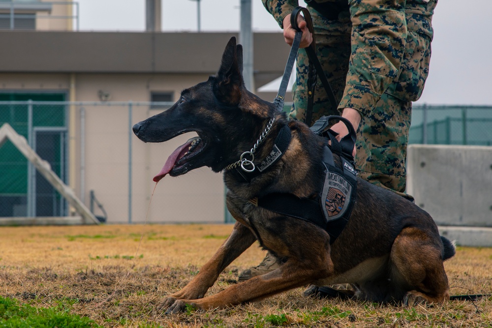 Iwakuni Military Working Dog Handlers conduct agression training