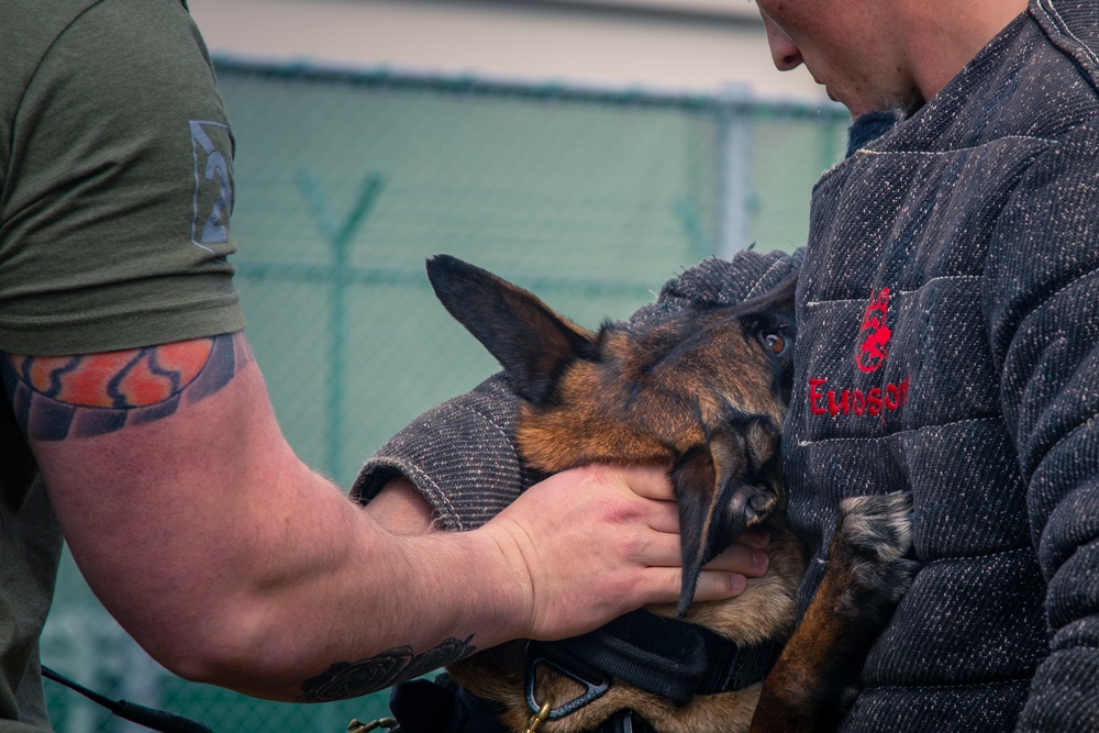 Iwakuni Military Working Dog Handlers conduct agression training