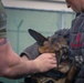 Iwakuni Military Working Dog Handlers conduct agression training