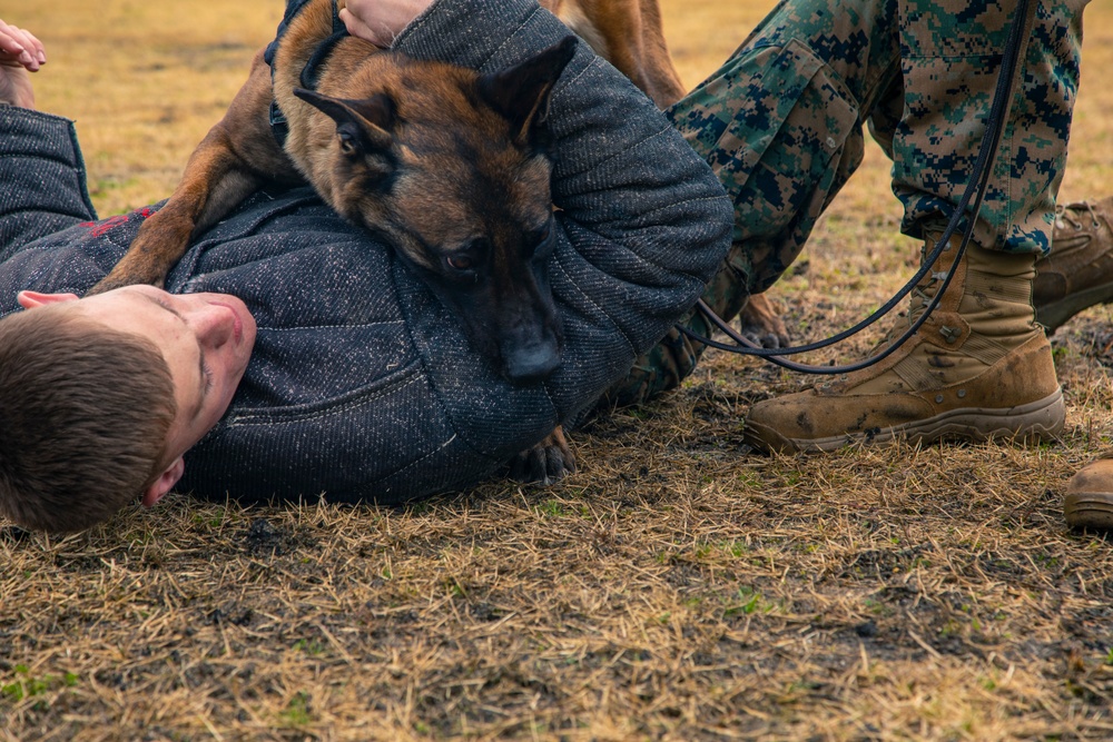 Iwakuni Military Working Dog Handlers conduct agression training