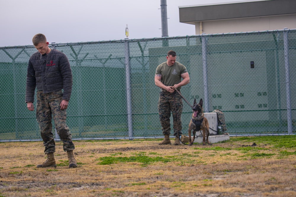 Iwakuni Military Working Dog Handlers conduct agression training