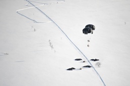 Cold Response 20: Air ops in Arctic conditions