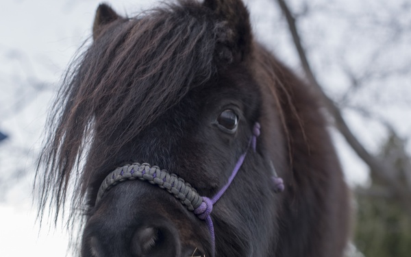 The dog and pony show; IDANG DPH's have alternative means to help Airmen