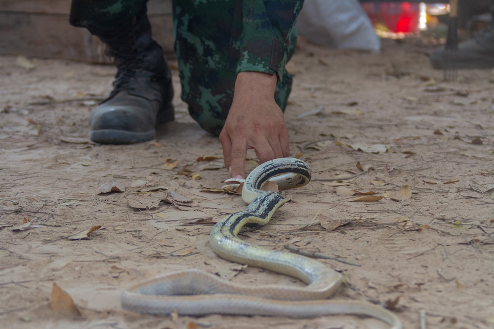 HG20 Snake Familiarization