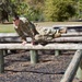 Florida Army National Guard’s 2020 Best Warrior Competition