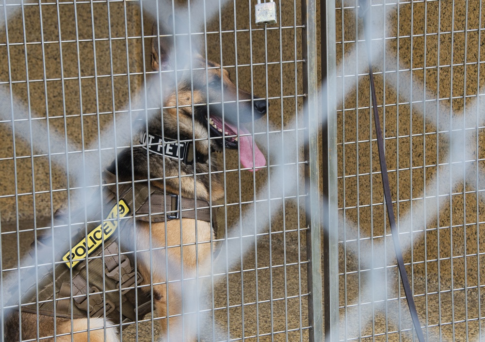 K-9 Veterans Day celebrated at Tyndall AFB