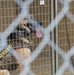 K-9 Veterans Day celebrated at Tyndall AFB