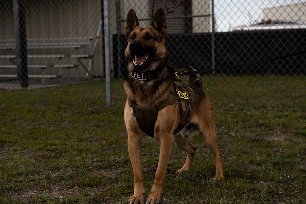 K-9 Veterans Day celebrated at Tyndall AFB