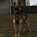 K-9 Veterans Day celebrated at Tyndall AFB
