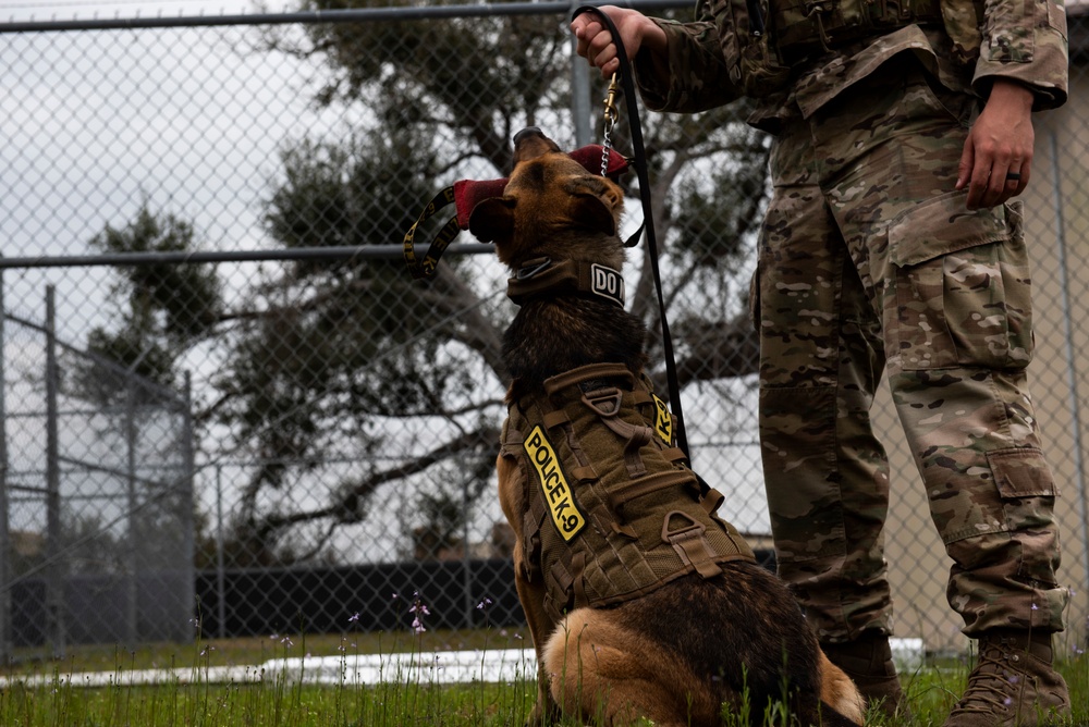 K-9 Veterans Day celebrated at Tyndall AFB