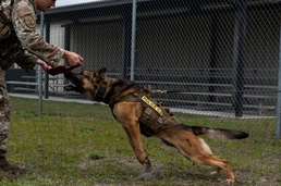 K-9 Veterans Day celebrated at Tyndall AFB