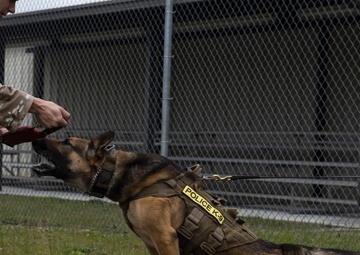 K-9 Veterans Day celebrated at Tyndall AFB