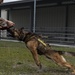 K-9 Veterans Day celebrated at Tyndall AFB