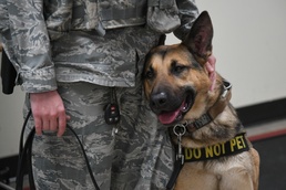 Handlers form bonds with military working dogs