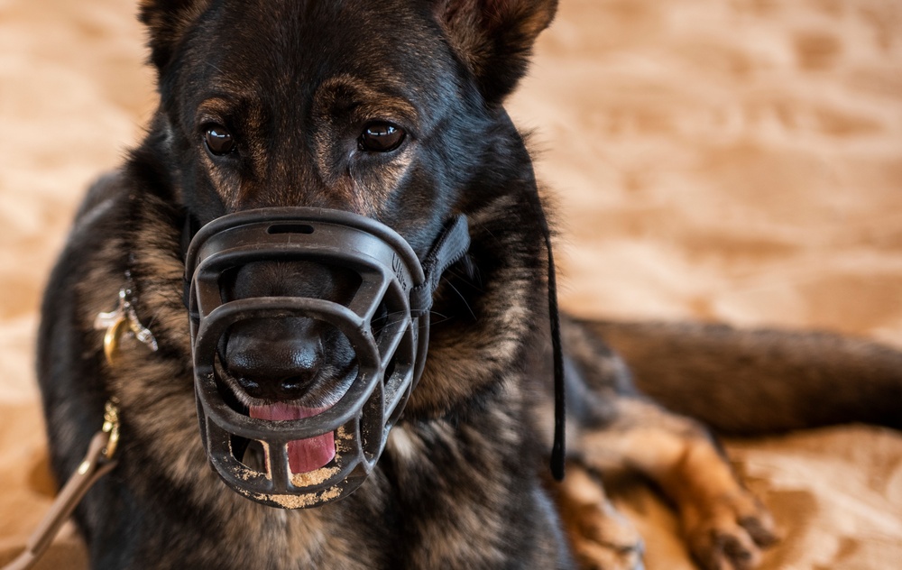 K-9s perform bite work with ASAB Airmen