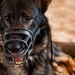 K-9s perform bite work with ASAB Airmen