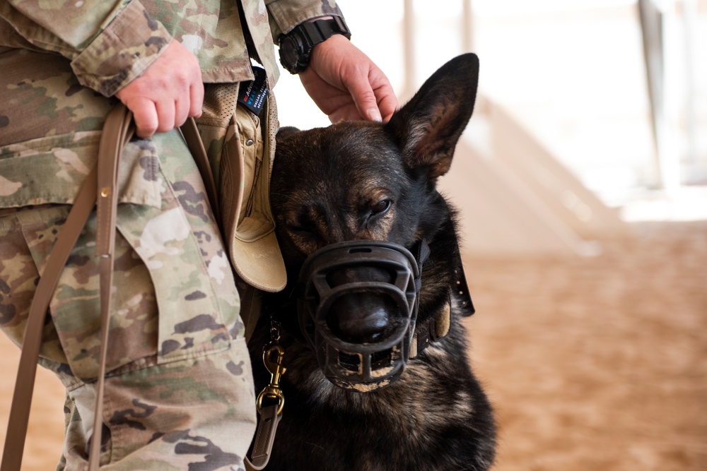 K-9s perform bite work with ASAB Airmen