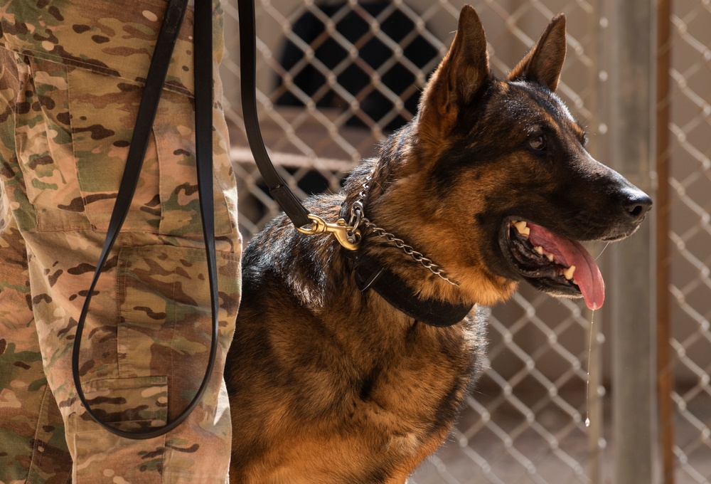 K-9s perform bite work with ASAB Airmen