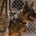 K-9s perform bite work with ASAB Airmen