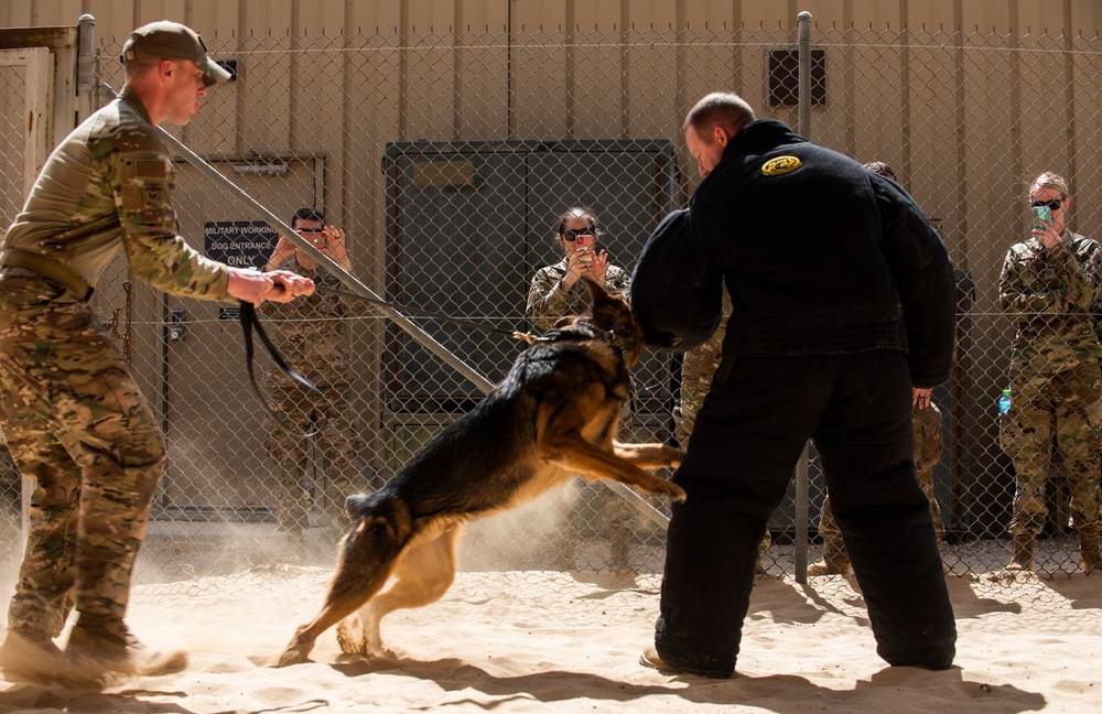 K-9s perform bite work with ASAB Airmen