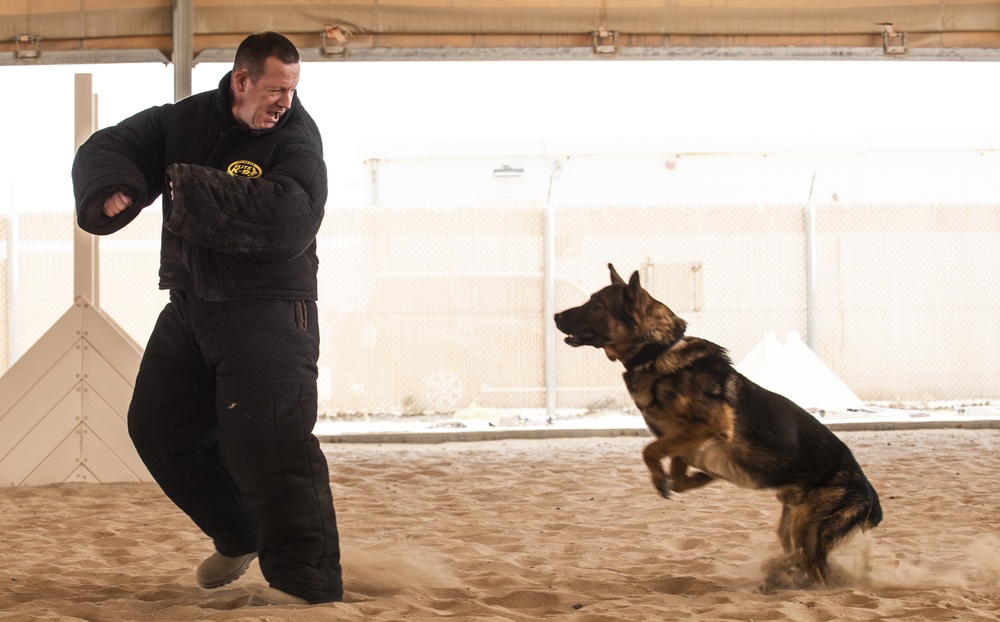 K-9s perform bite work with ASAB Airmen