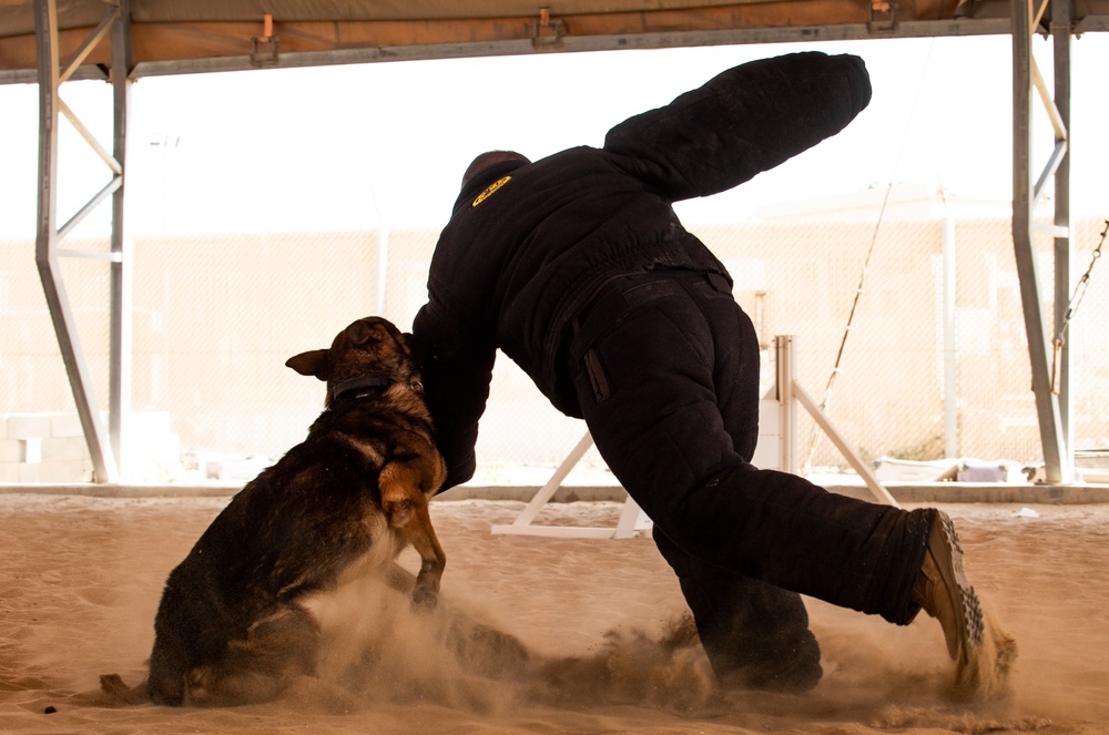 K-9s perform bite work with ASAB Airmen