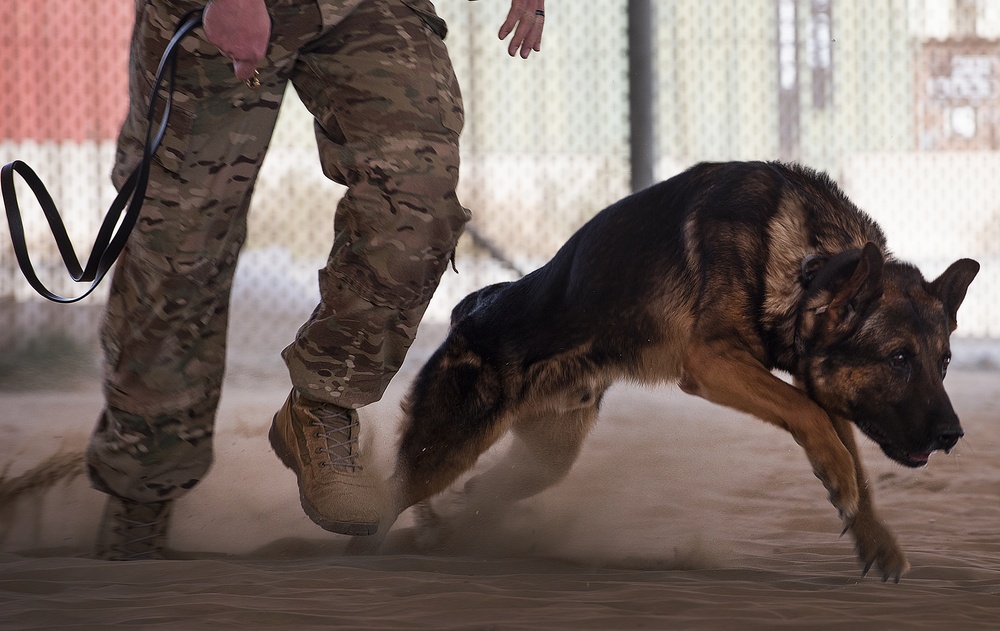 K-9s perform bite work with ASAB Airmen