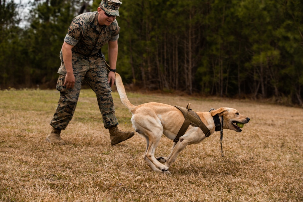 Dog demonstration