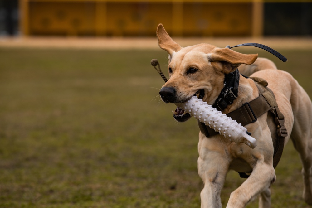 Dog demonstration