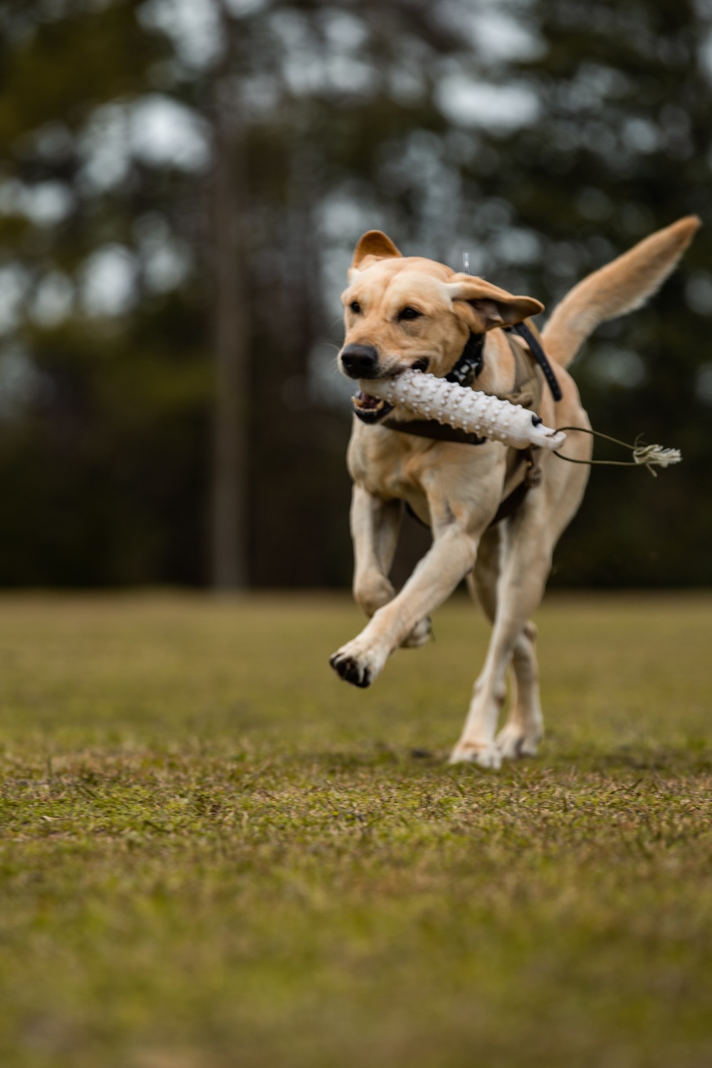 Dog demonstration