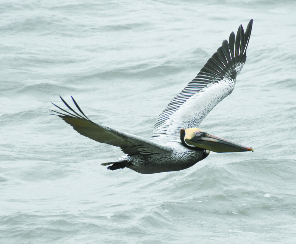 Galveston, Creole Nature Trail offer respite from daily grind