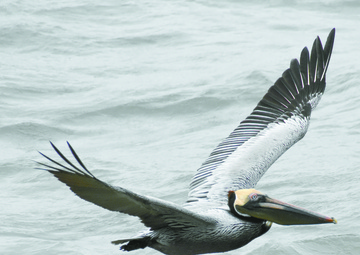 Galveston, Creole Nature Trail offer respite from daily grind