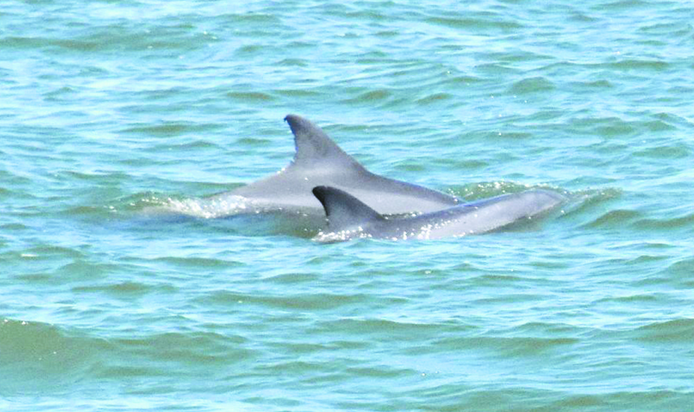 Galveston, Creole Nature Trail offer respite from daily grind
