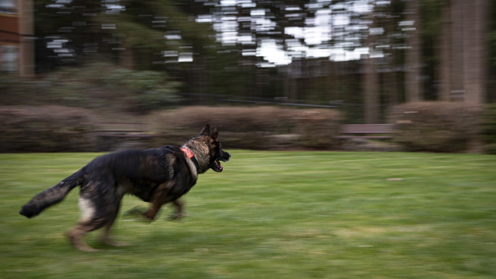 NBK Military Working Dogs showcase capabilities to local Girl Scout troop