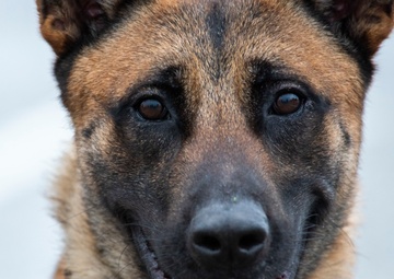 National K9 Veterans Day: honoring our four-legged warriors