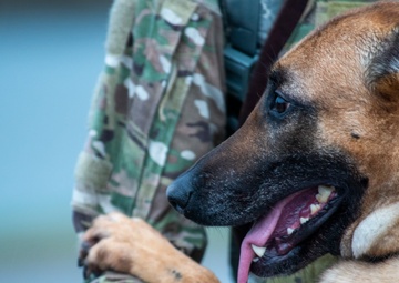 National K9 Veterans Day: honoring our four-legged warriors