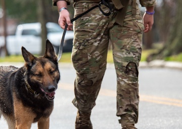 National K9 Veterans Day: honoring our four-legged warriors