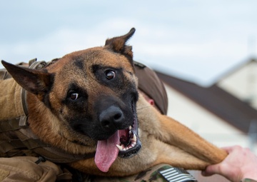 National K9 Veterans Day: honoring our four-legged warriors