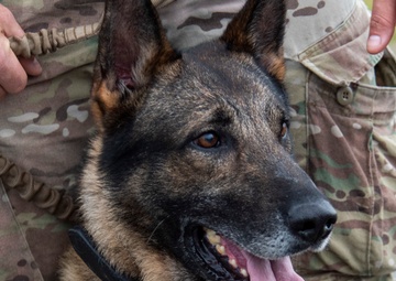 National K9 Veterans Day: honoring our four-legged warriors