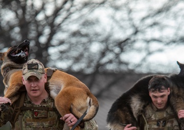 National K9 Veterans Day: honoring our four-legged warriors