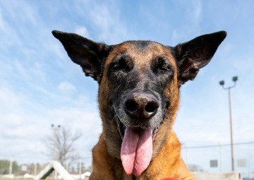 National K9 Veterans Day: honoring our four-legged warriors