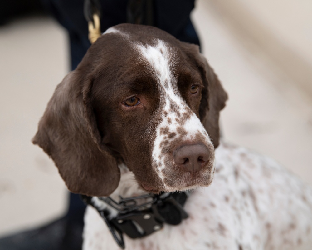 Deputy Secretary of Defense hosts K-9 Appreciation Day