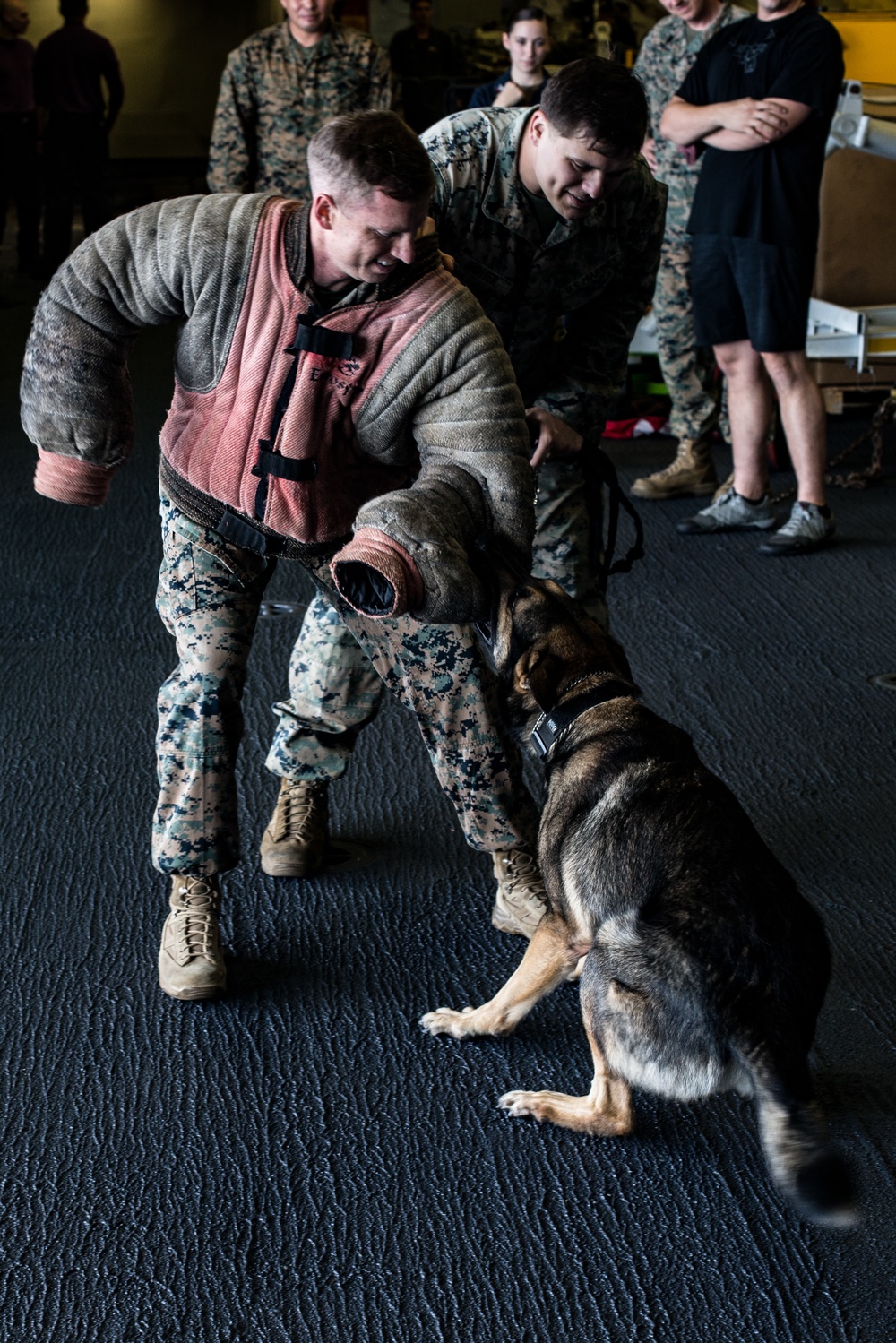 Jack-Jack bites back: Marines with the 31st MEU participate in bite drills