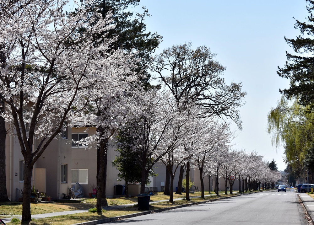 Cherry blossom trees bloom in Sagamihara Family Housing Area