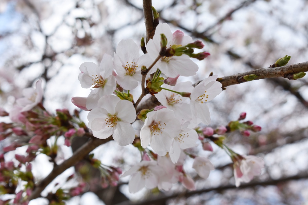 DVIDS - Images - Camp Zama cherry blossom trees are in bloom [Image 2 ...