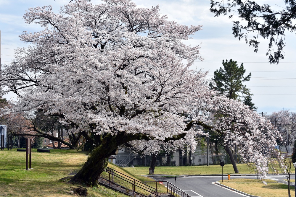 Camp Zama cherry blossom trees are in bloom