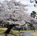 Camp Zama cherry blossom trees are in bloom